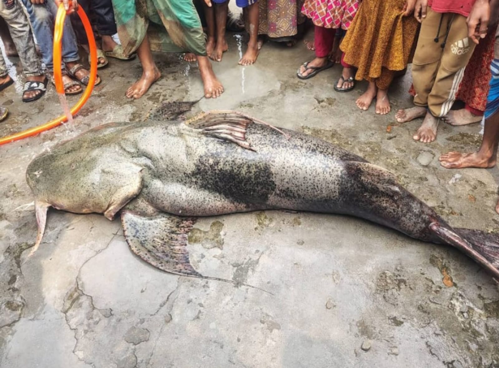 ধুনটে যমুনায় বাবা ছেলের হাতে ধরা পড়লো ১০৫ কেজির ওজনের বাগার মাছ।