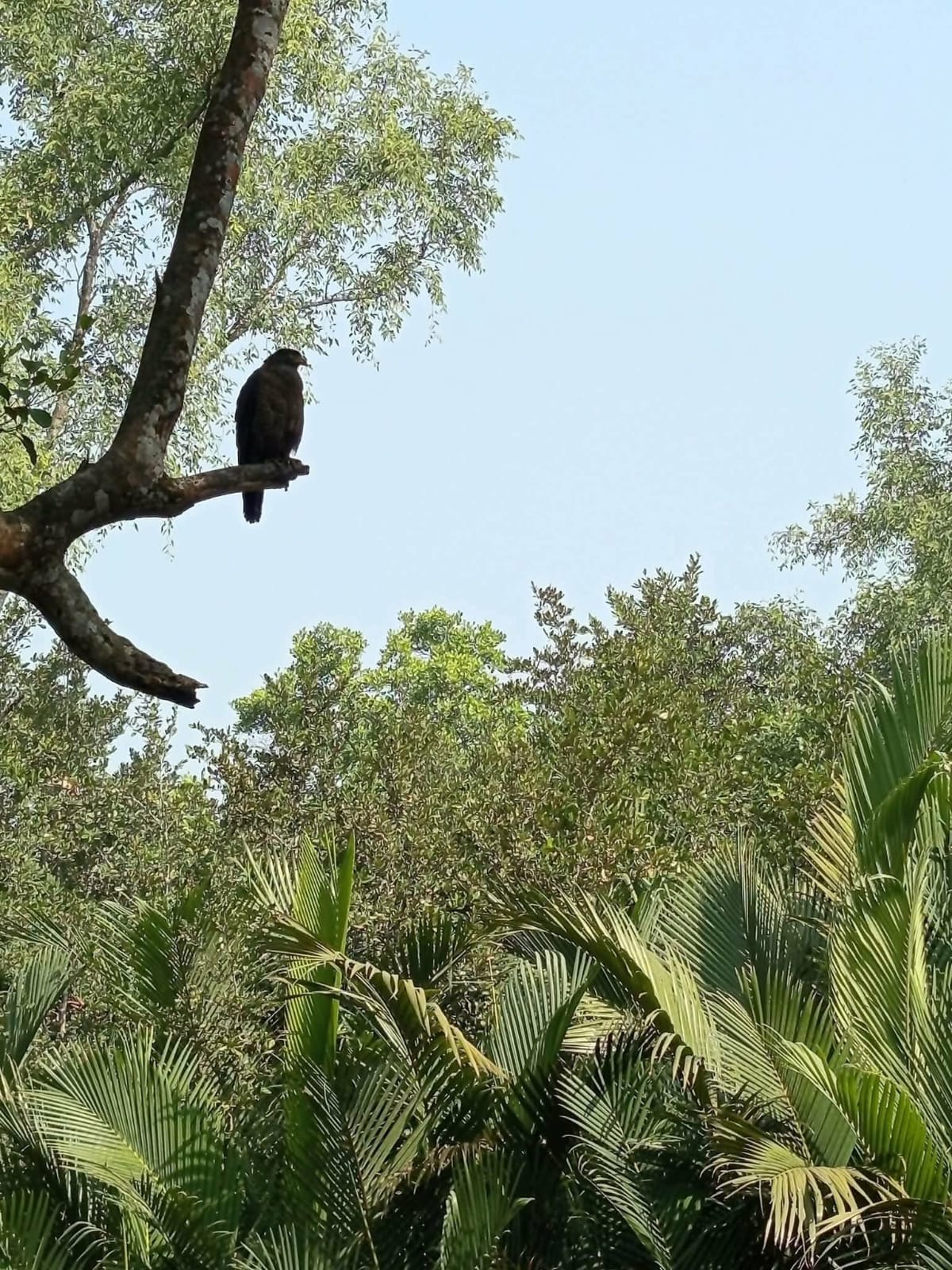 সুন্দর বনের গোলপাতা আহরন বাওয়ালী পরিবারগুলোতে থাকছে না ঈদের আনন্দ