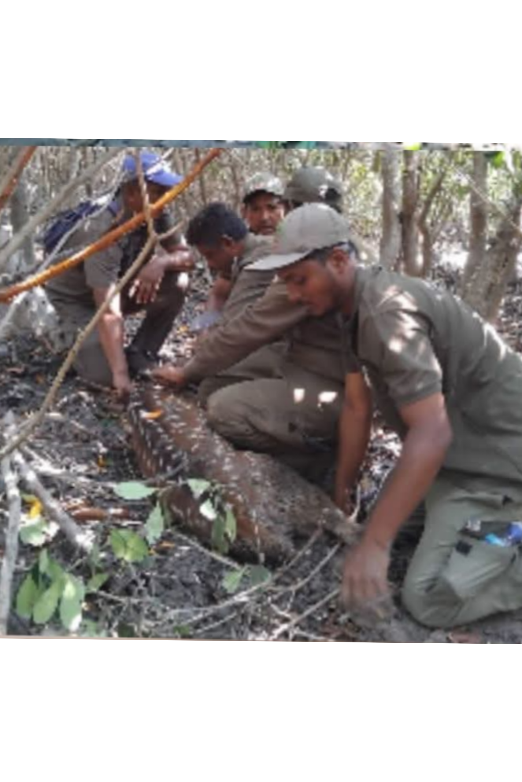 সুন্দরবনে শিকারীদের ফাঁদে আটকে পড়া হরিণ উদ্ধার,বনে অবমুক্ত