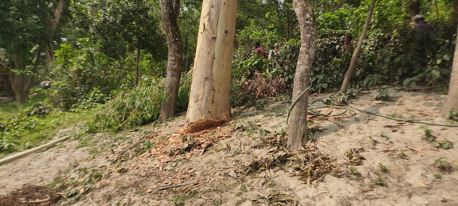 ধুনটে যমুনা নদীর বাঁধের গাছ কাটছিলেন শিক্ষক